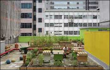 Rooftop beekeeping
